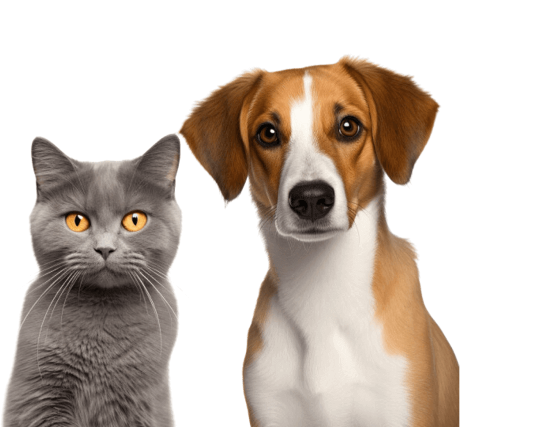 Retrouver un animal perdu grâce à Pet Radar AI