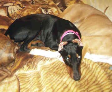 Animal perdu Rocco à 