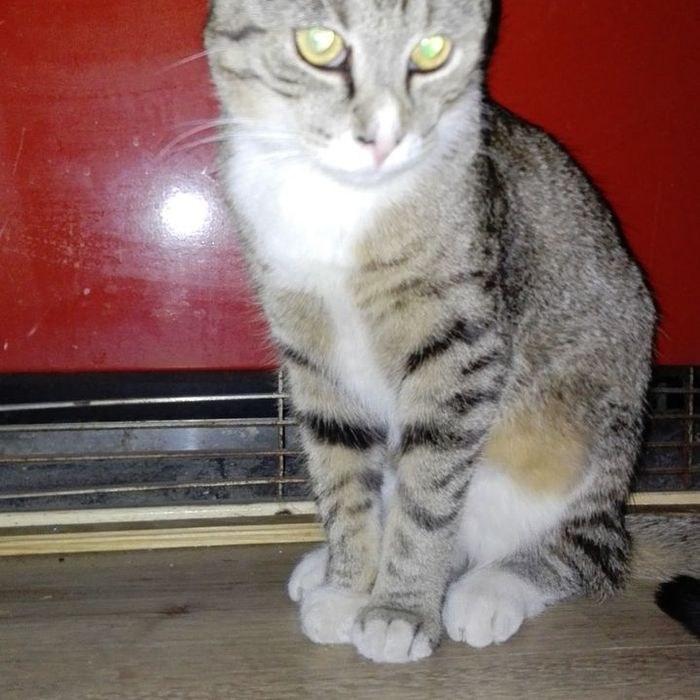 Animal perdu Nova à 