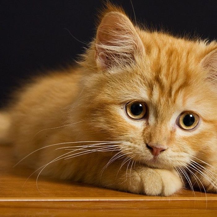 Animal perdu Iris à 