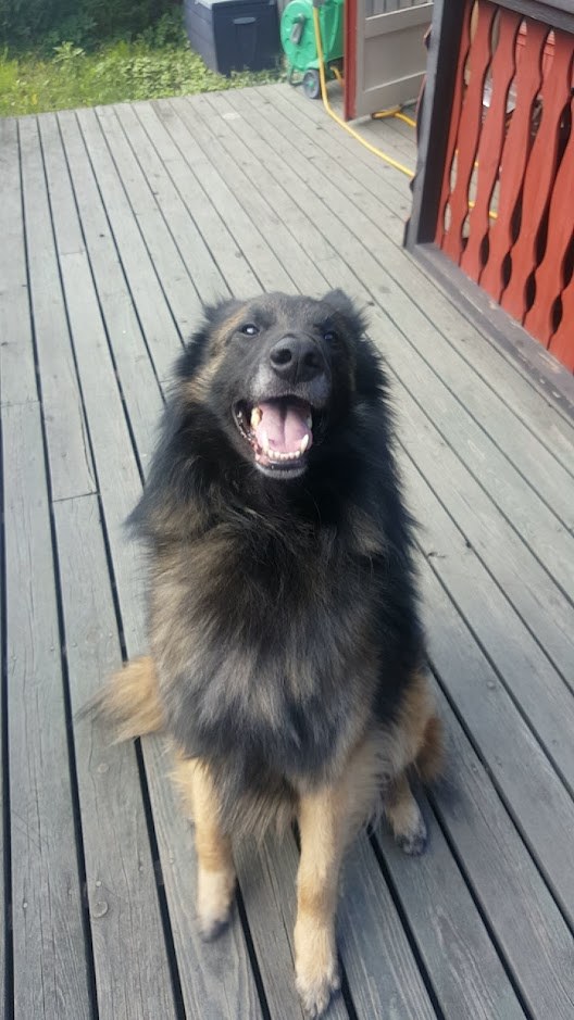 Animal perdu Koda à 