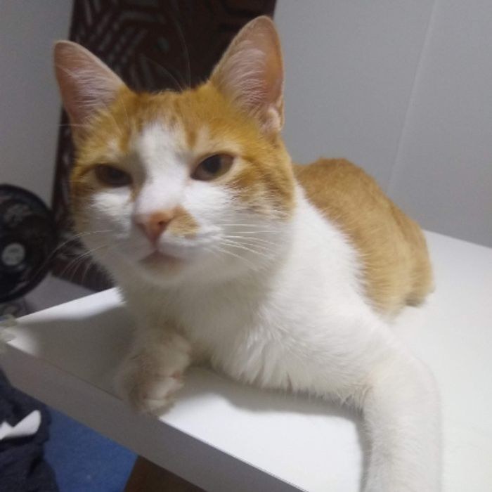 Animal perdu Plume à 