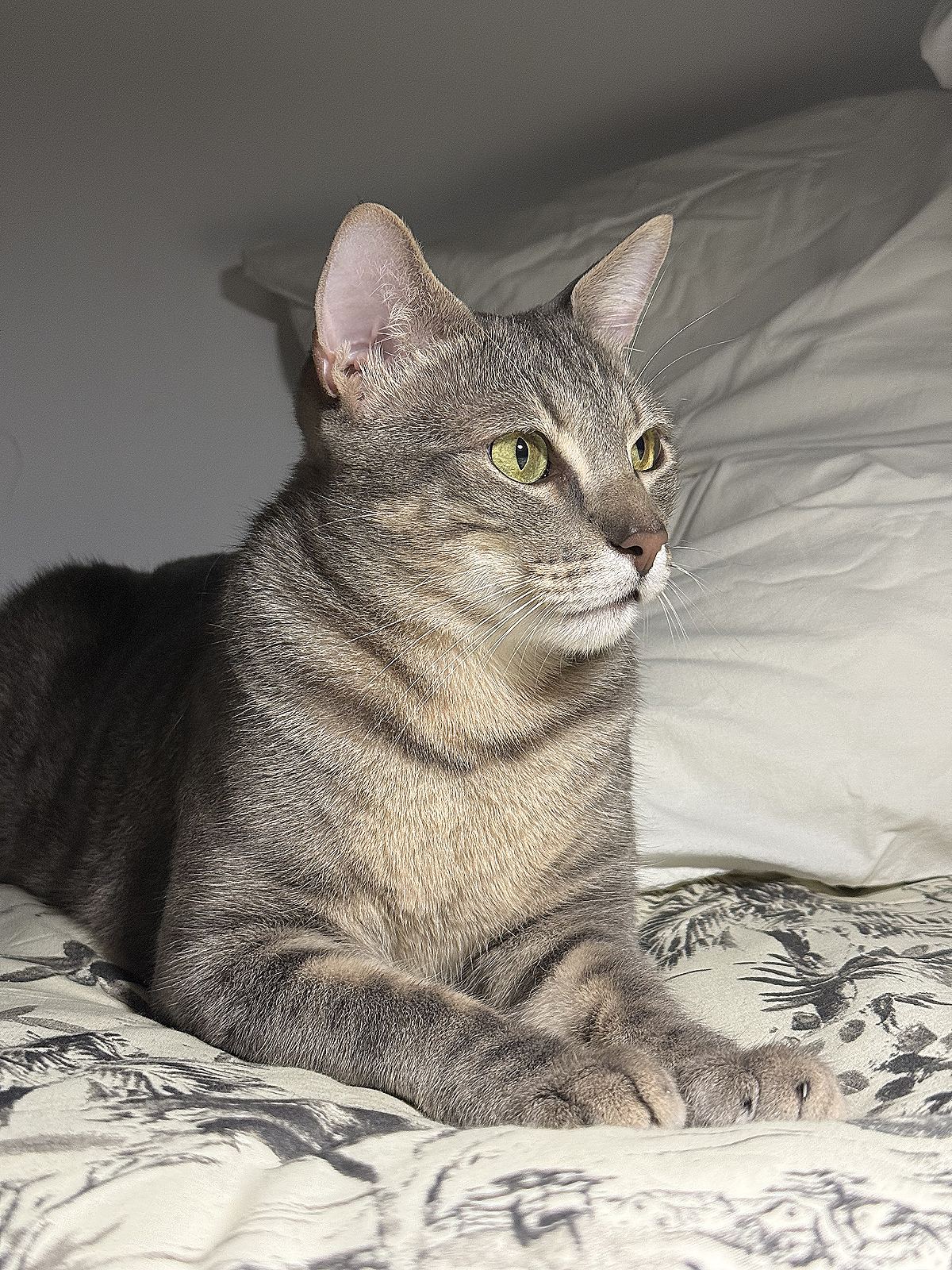 Willow