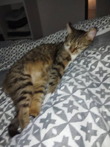 Photo de l’animal