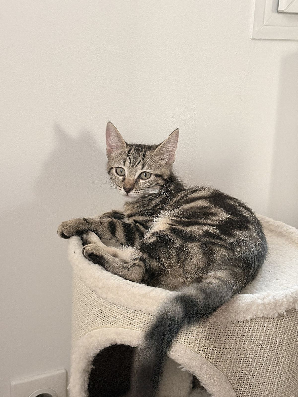 Nala