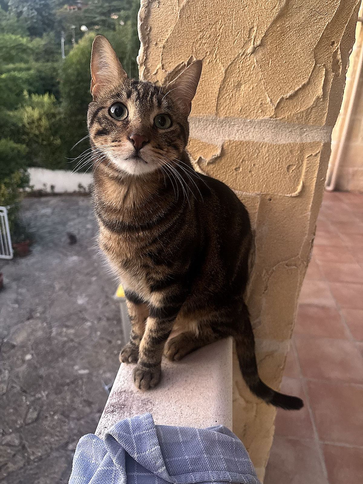 Photo de l’animal