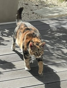 Nougette