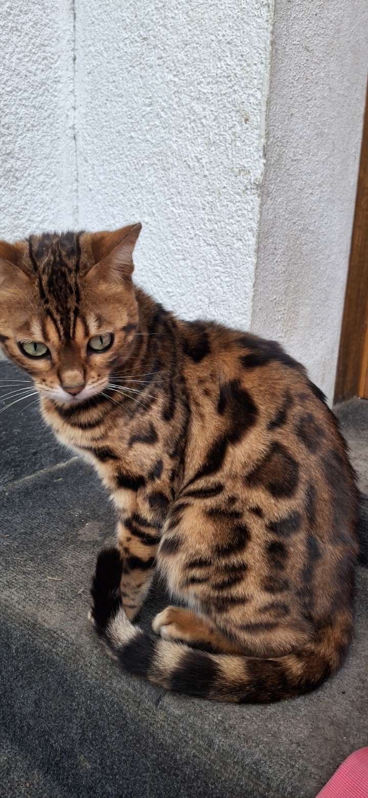 Zohra