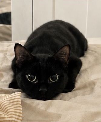 Lila