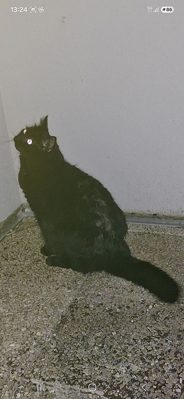 Photo de l’animal