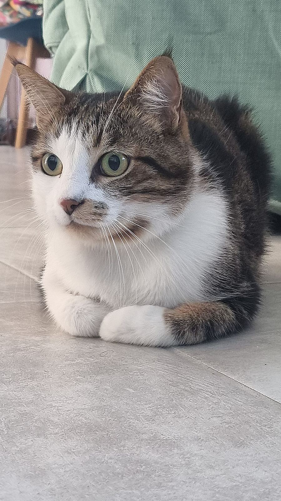 Photo de l’animal