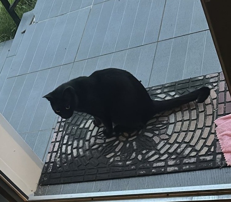 Photo de l’animal
