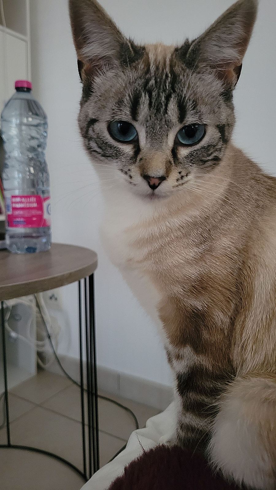 Photo de l’animal