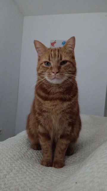 Photo de l’animal