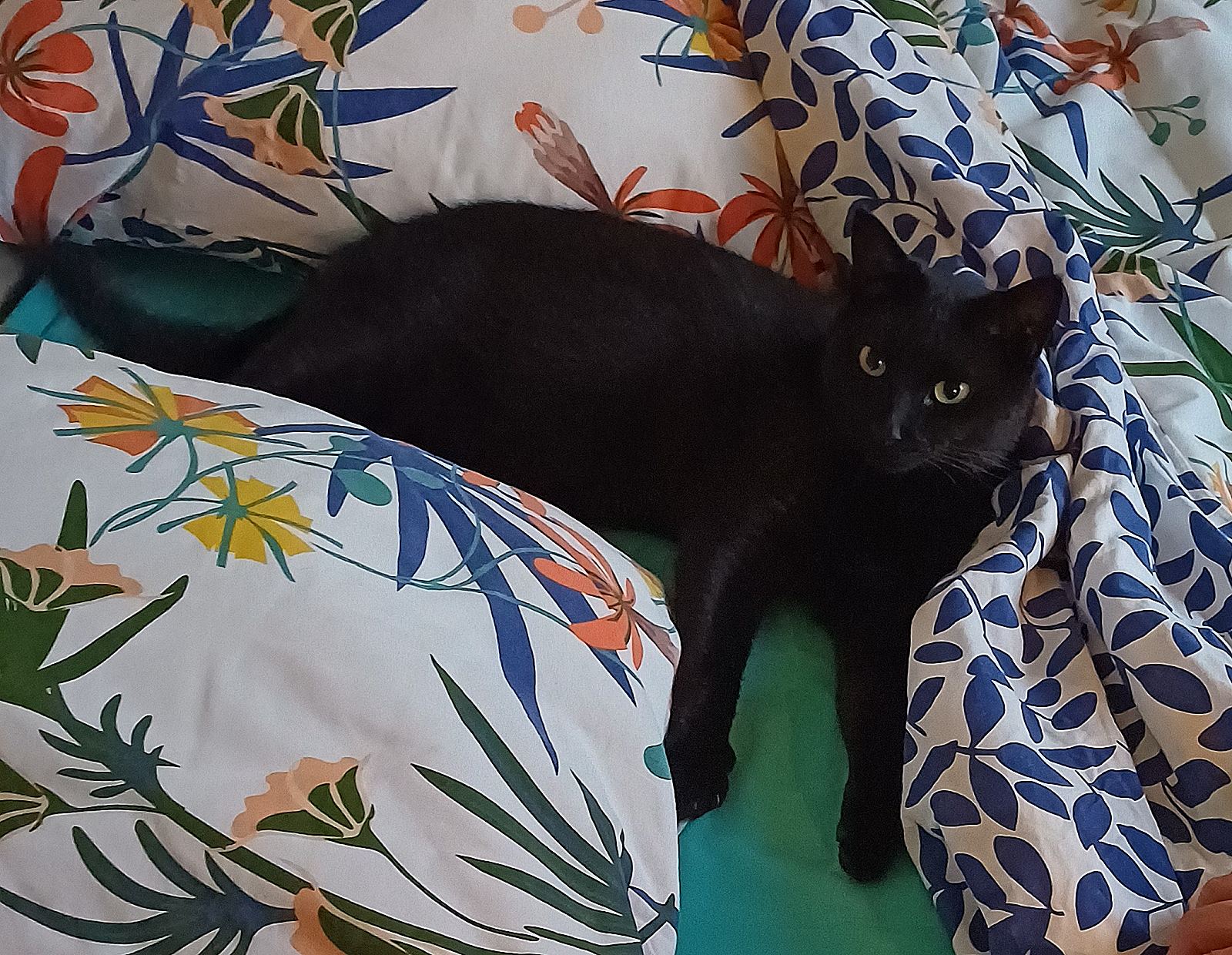 Simba