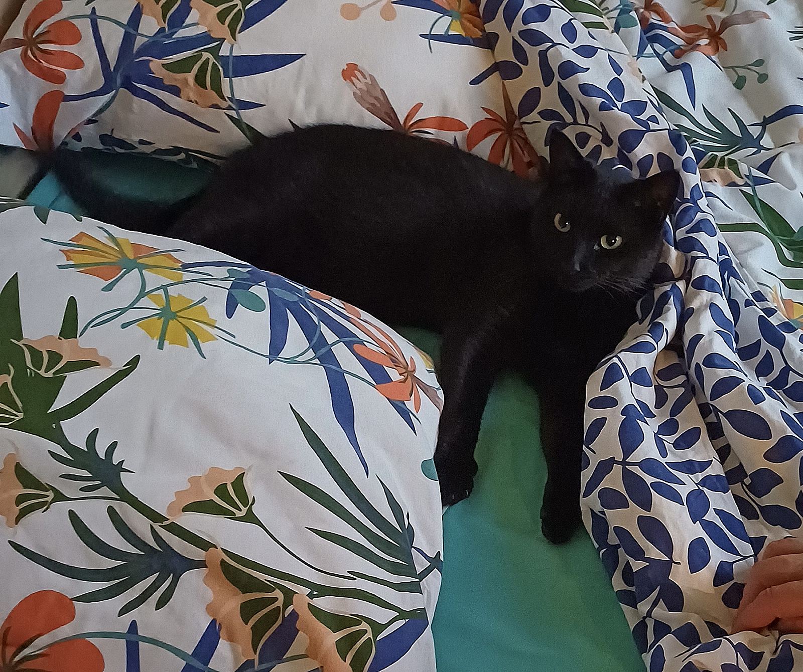 Simba