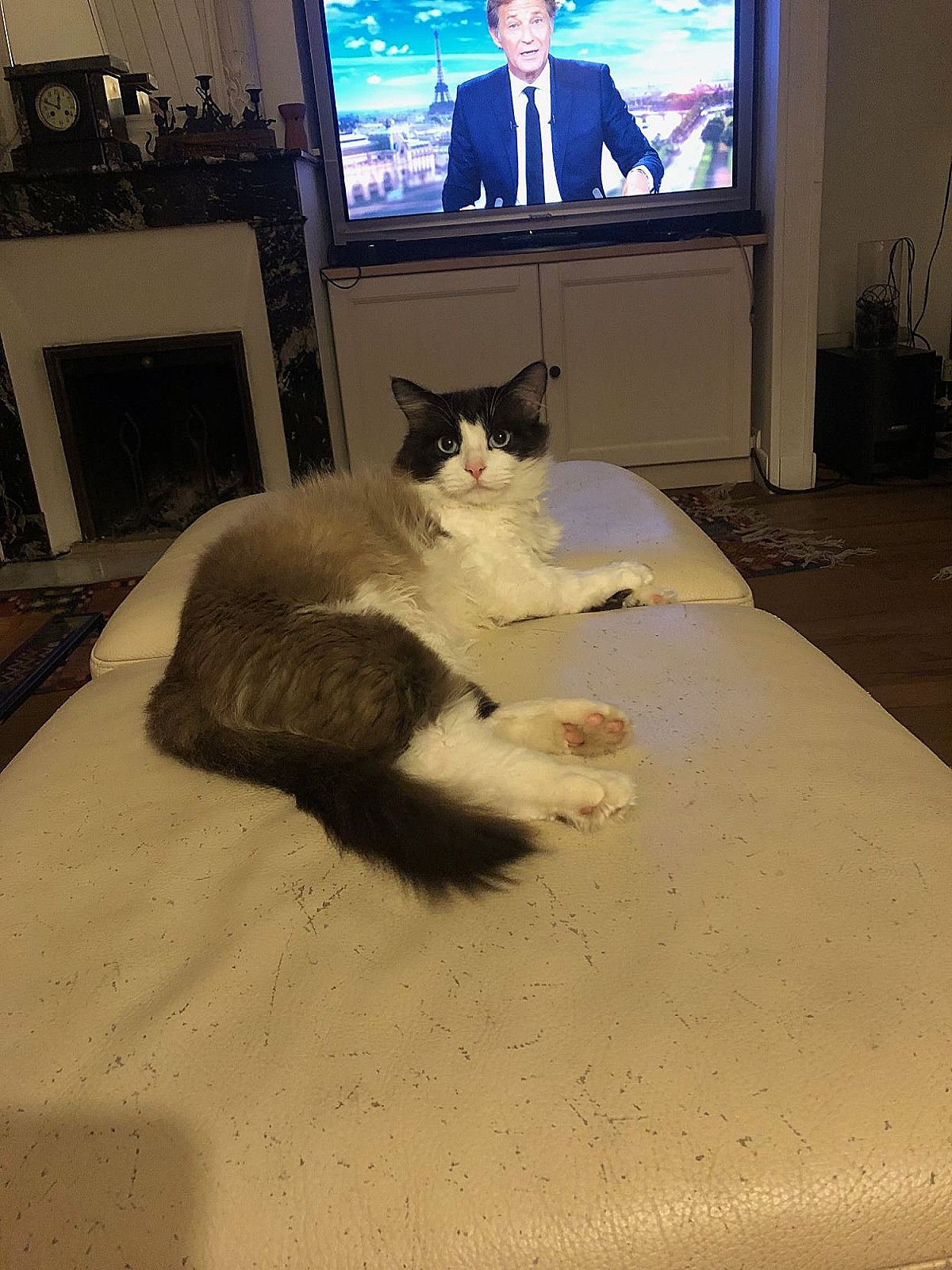 Photo de l’animal