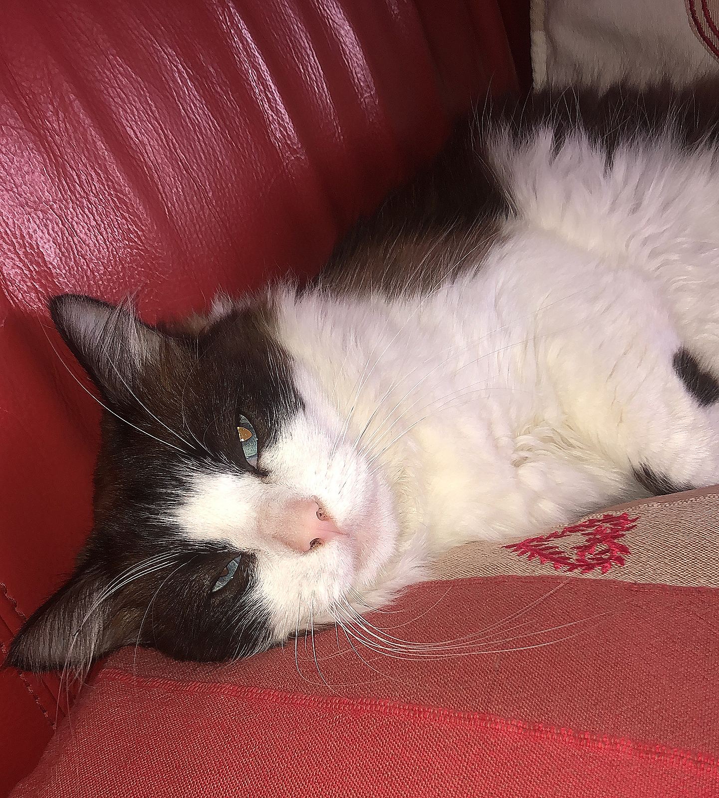 Photo de l’animal