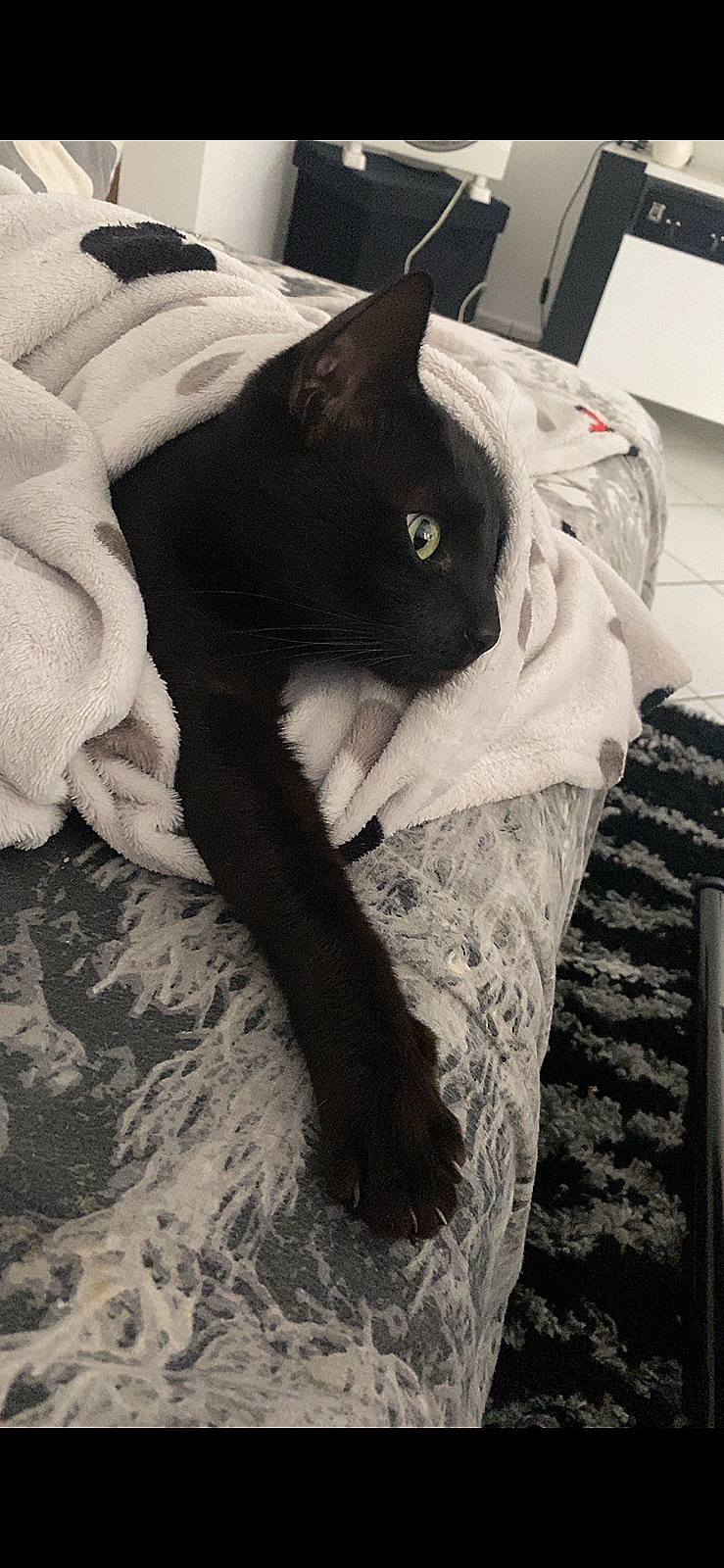 Photo de l’animal