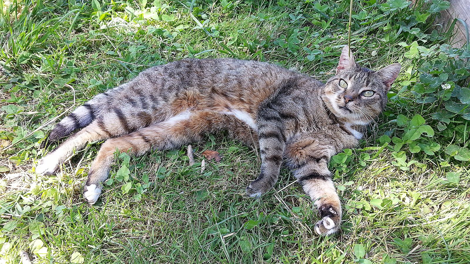 Photo de l’animal