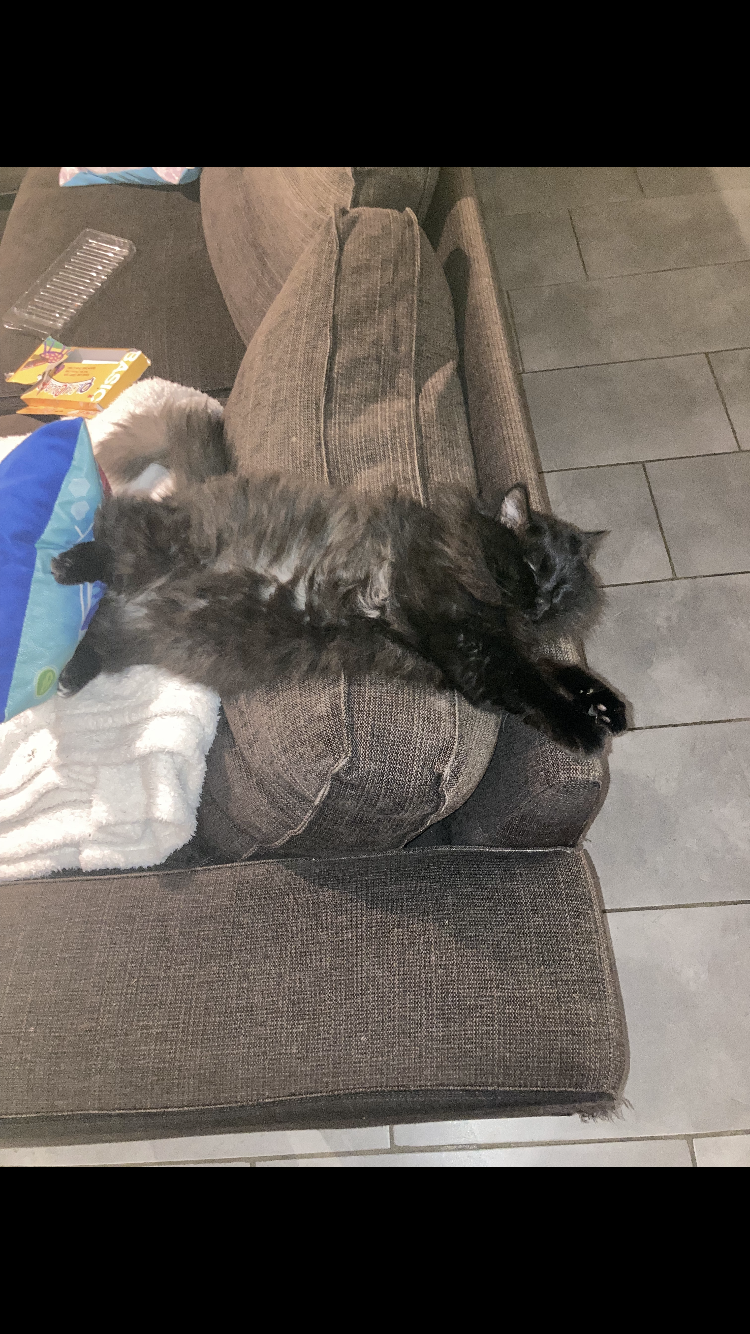 Photo de l’animal