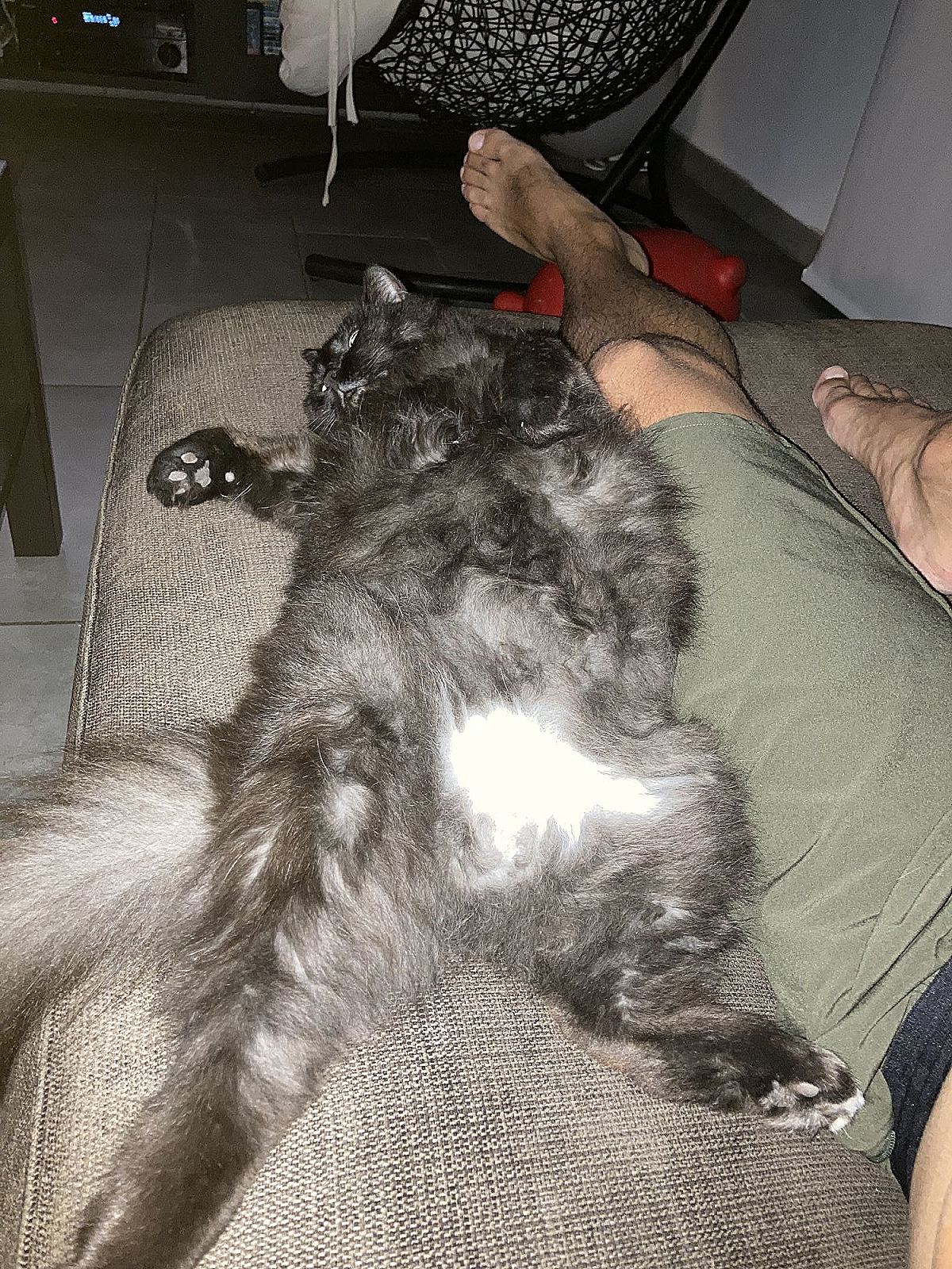 Photo de l’animal