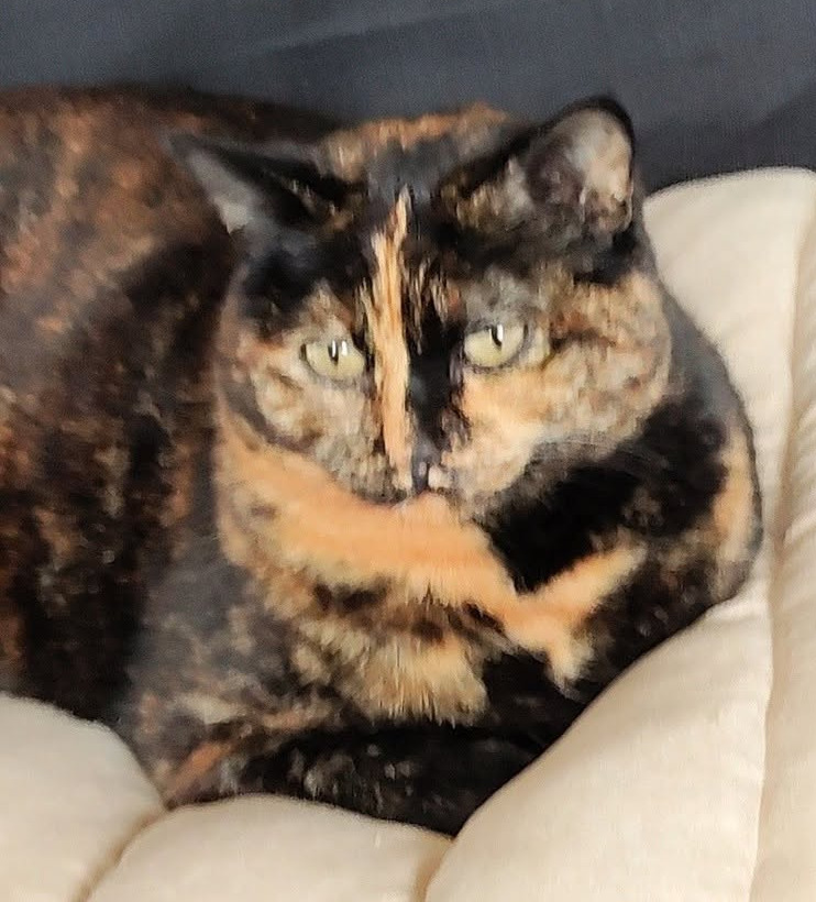 Bastet