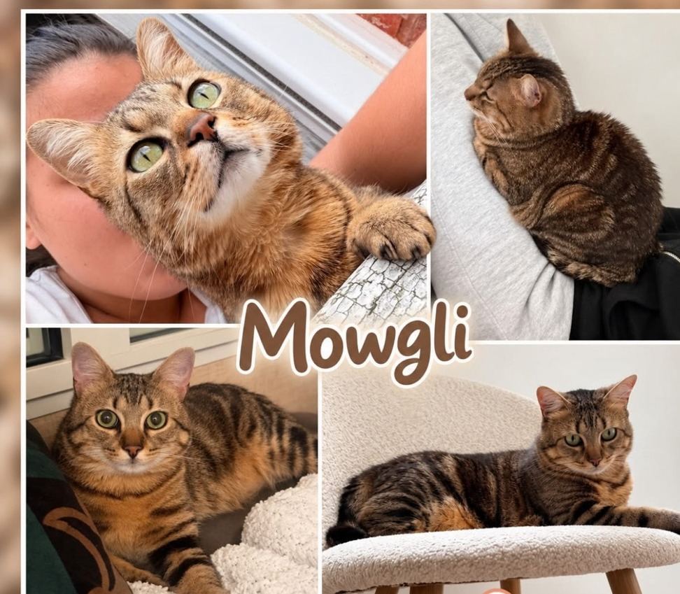 Mowgli