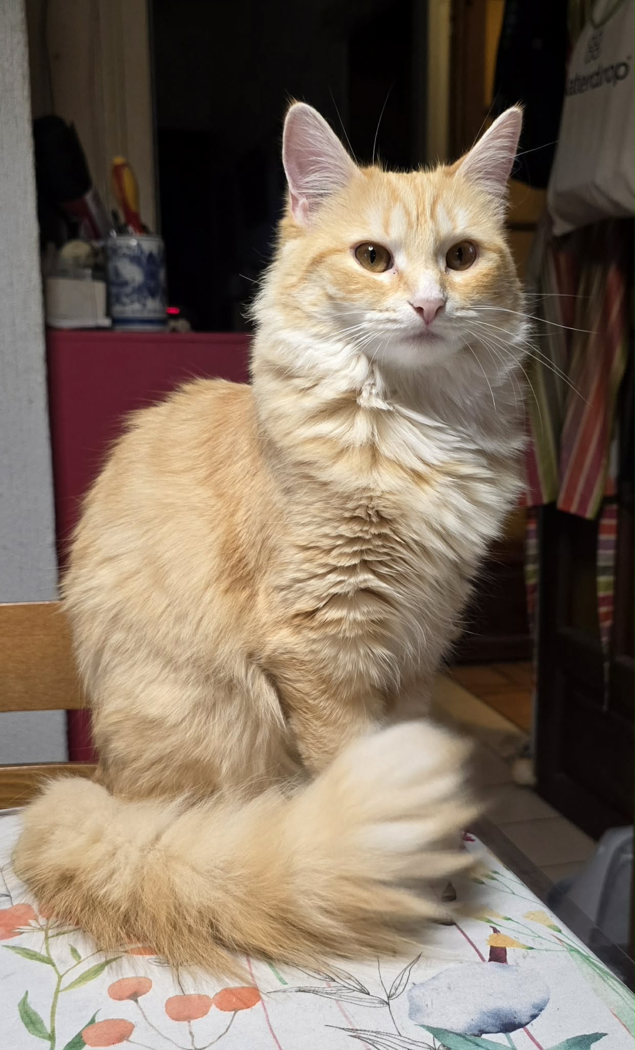 duchesse