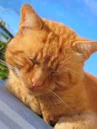 Animal perdu Kitty à 