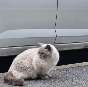 Animal trouvé à Taverny