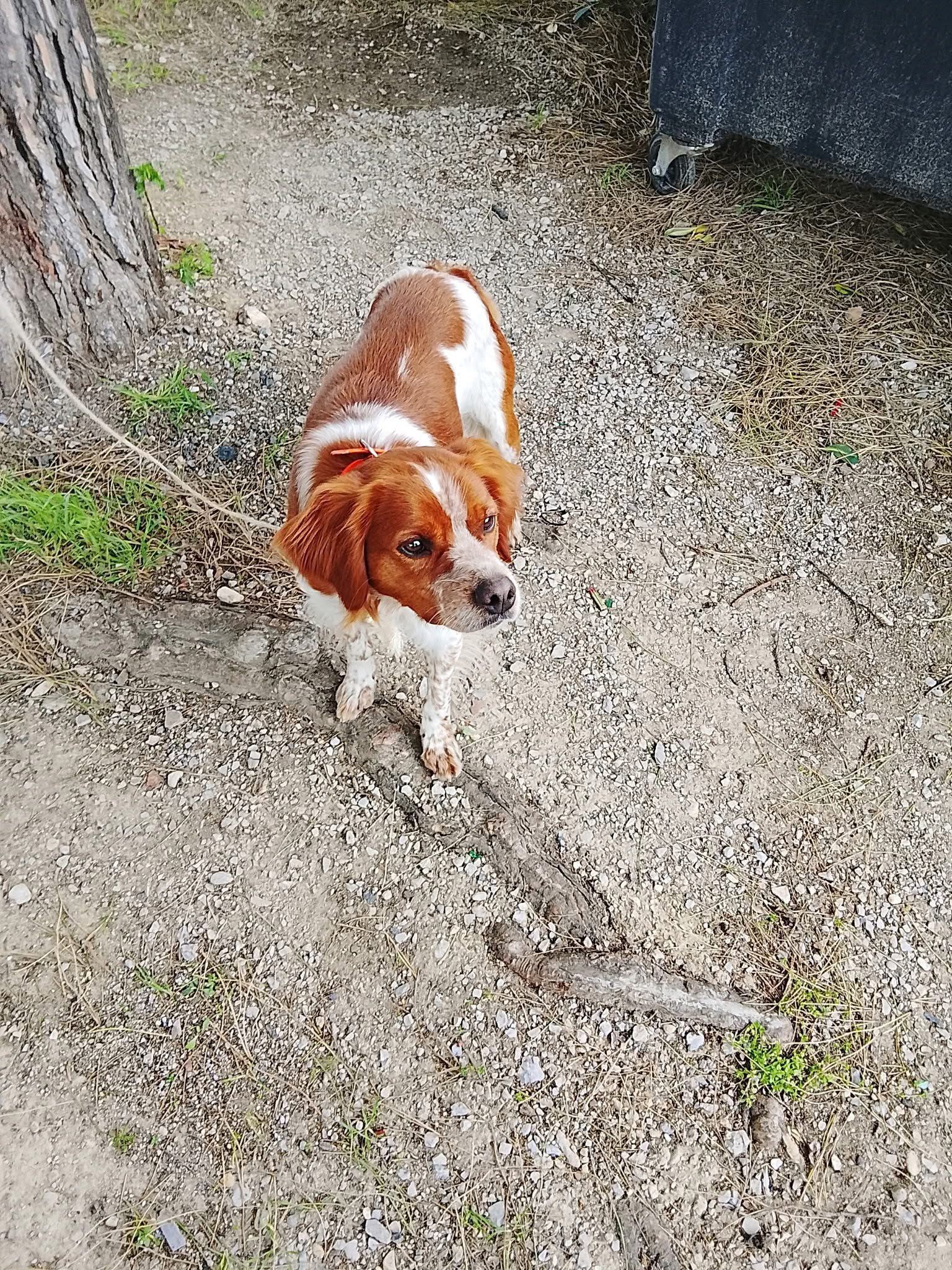 Animal trouvé à Montpellier