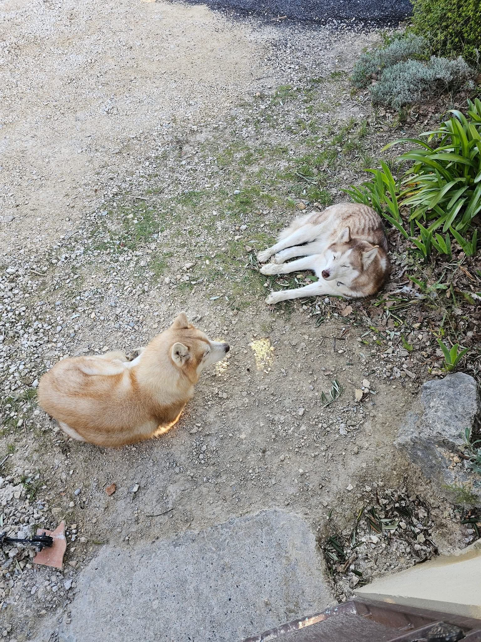 Animal trouvé à Saint-Christol-de-Rodières