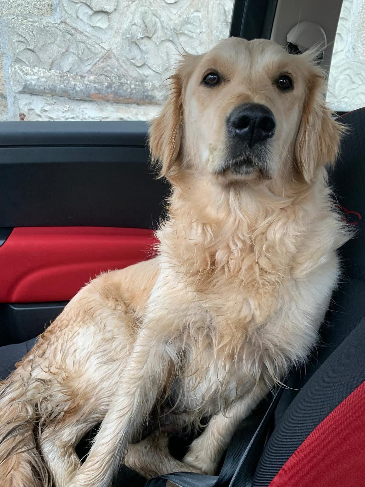 Animal trouvé à Le Folgoët