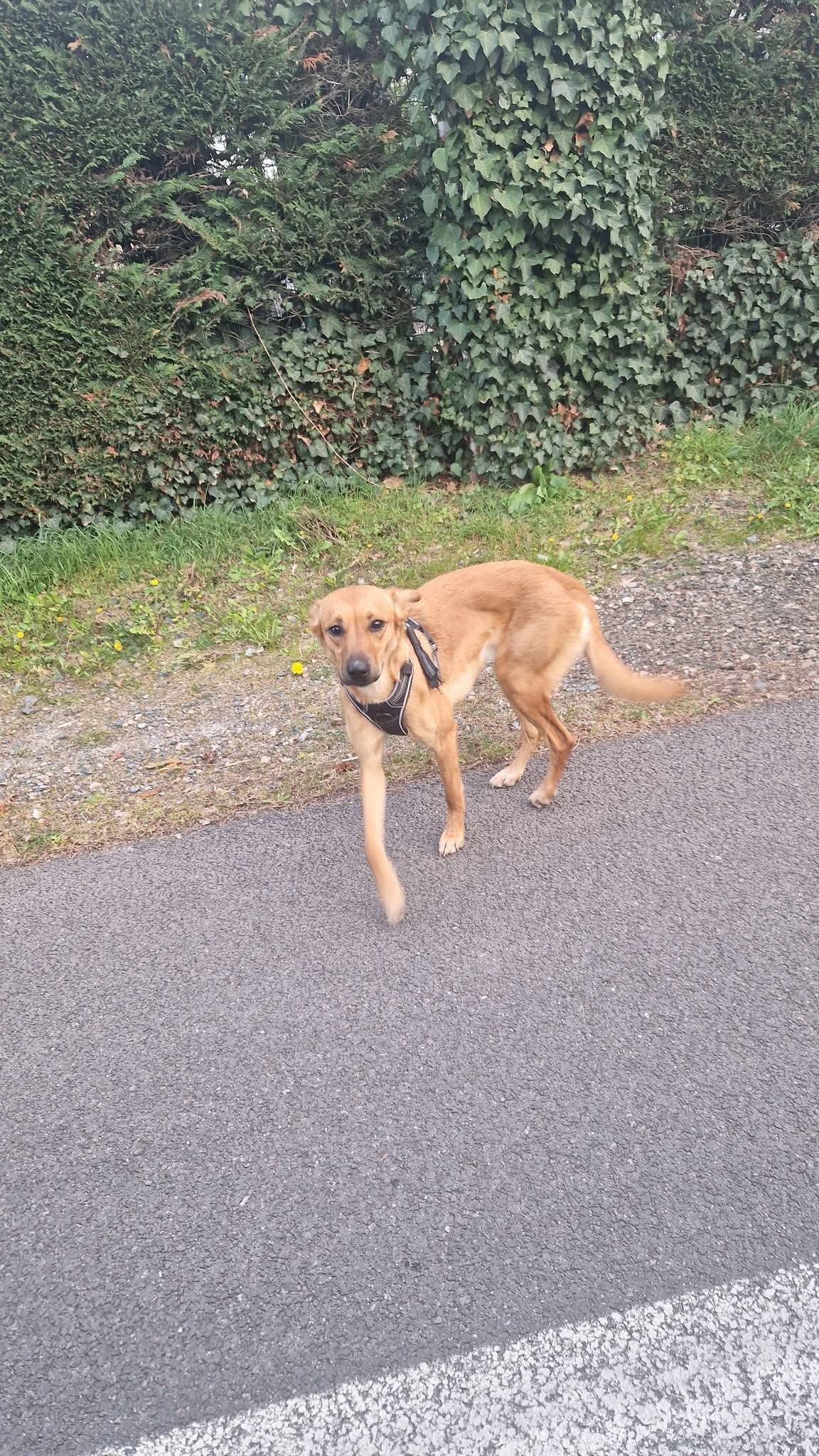 Animal trouvé à Bonson