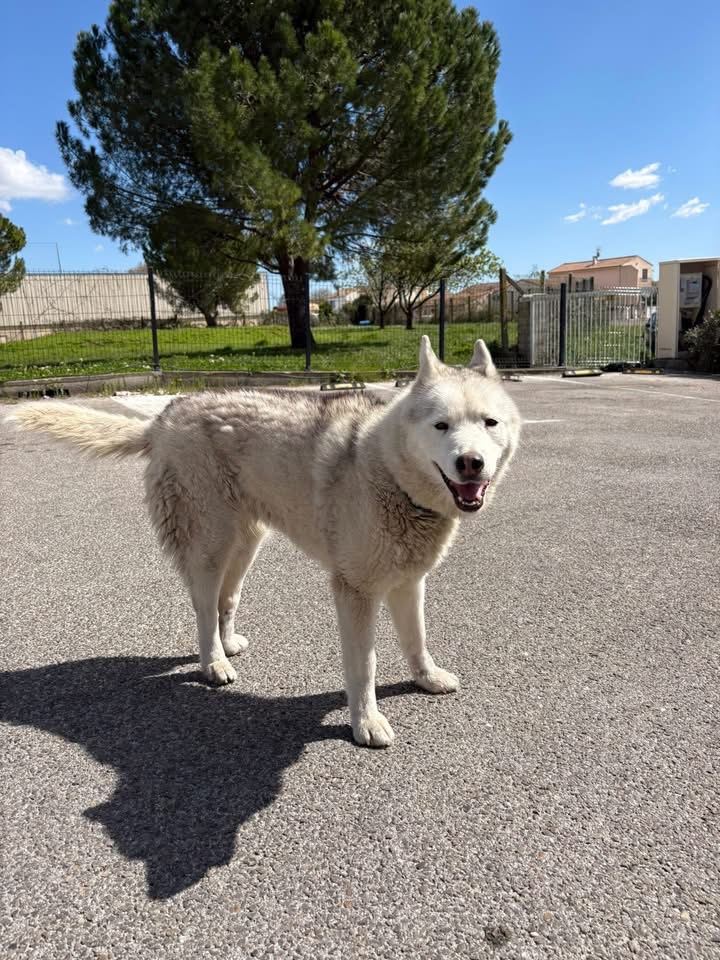 Animal trouvé à Nîmes