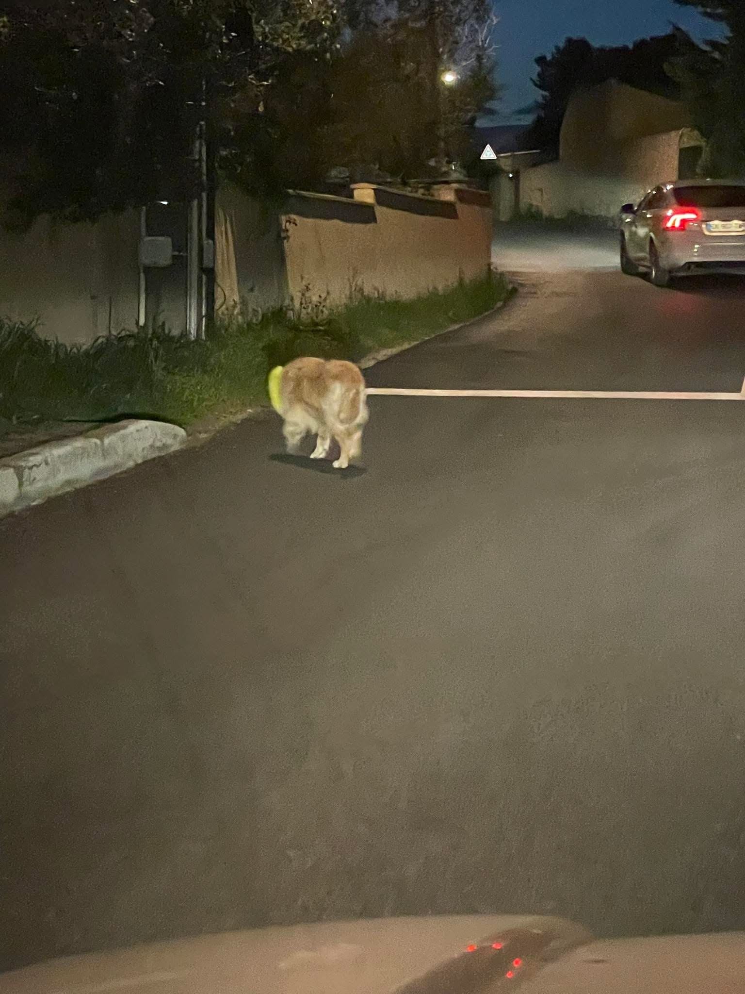 Animal trouvé à Nîmes