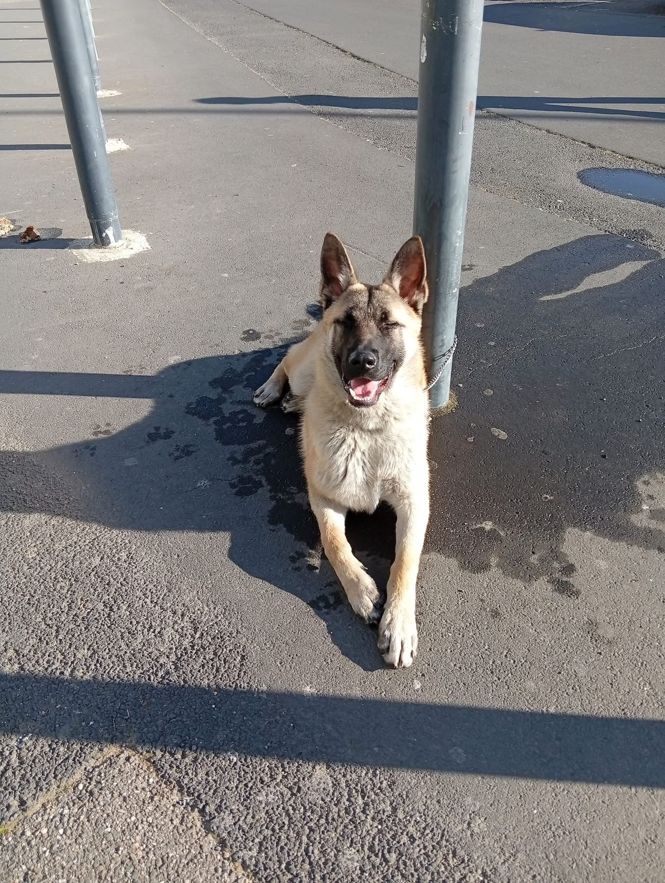 Animal trouvé à Béziers