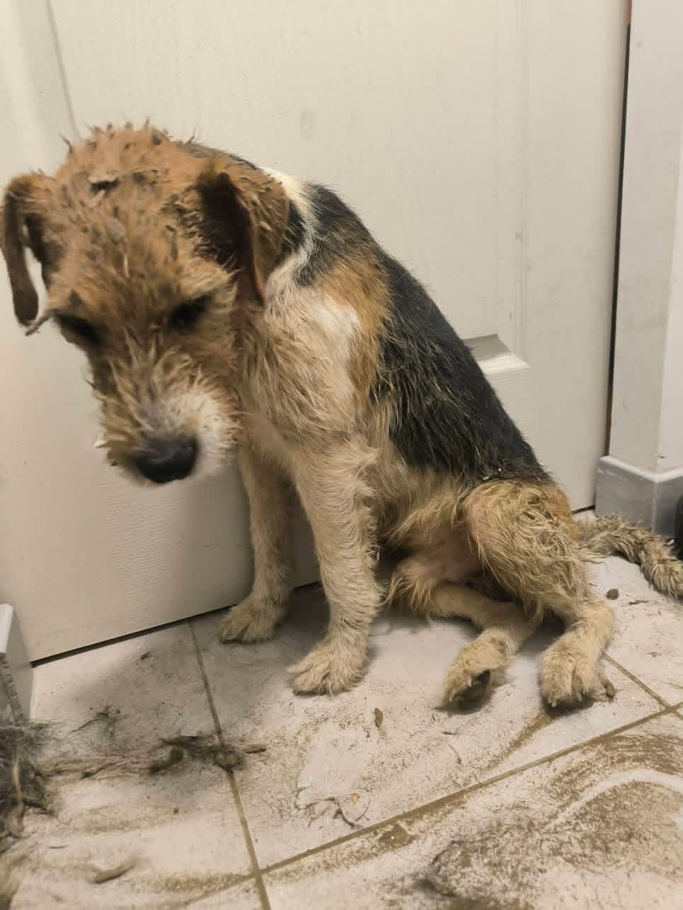 Animal trouvé à Graçay