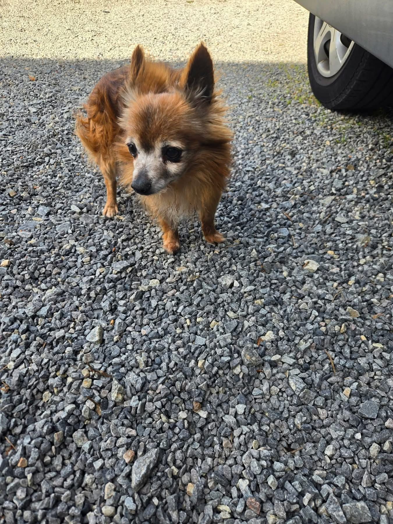 Animal trouvé à Saint-Brevin-les-Pins