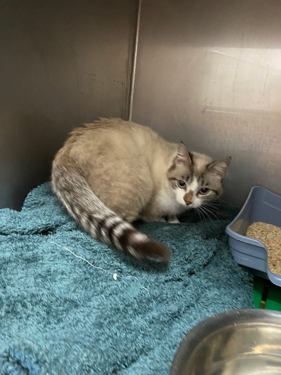 Animal trouvé à Saint-Philbert-de-Grand-Lieu