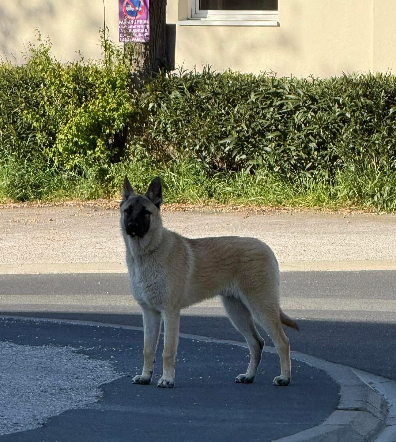 Animal trouvé à Boujan-sur-Libron