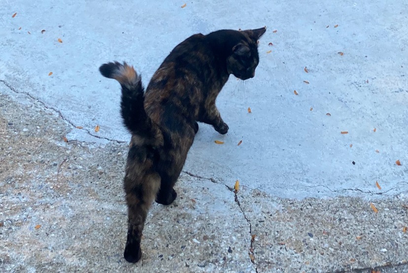 chat signalé à Le Bourget-du-Lac