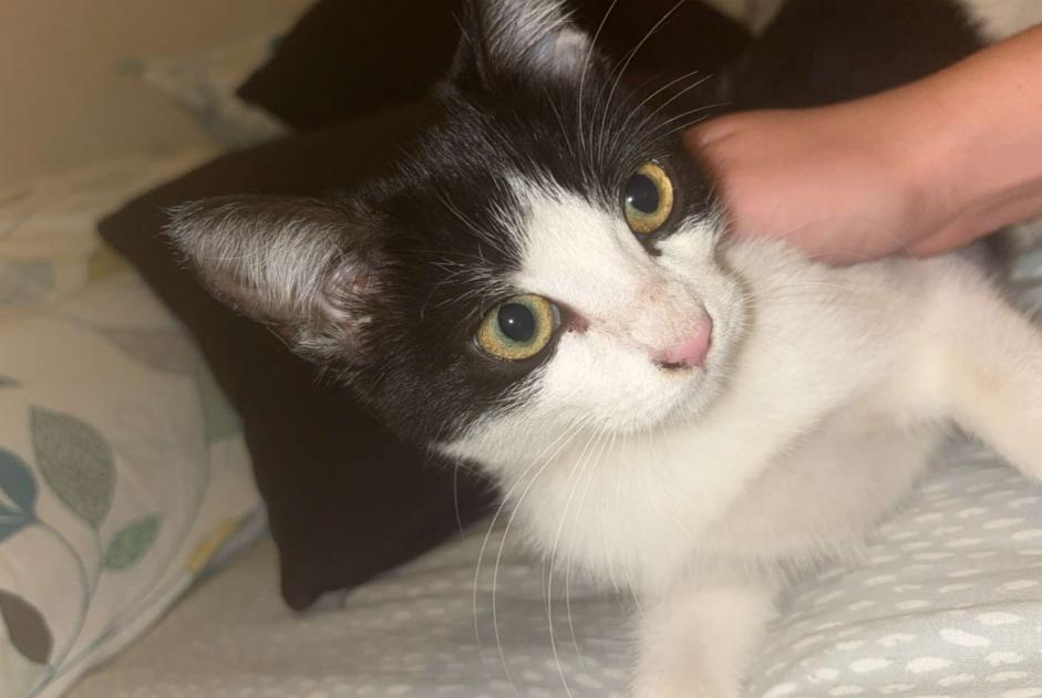 chat signalé à Le Havre