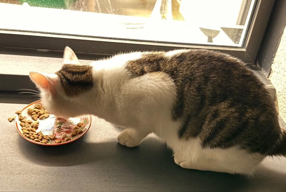 chat signalé à Erdeven
