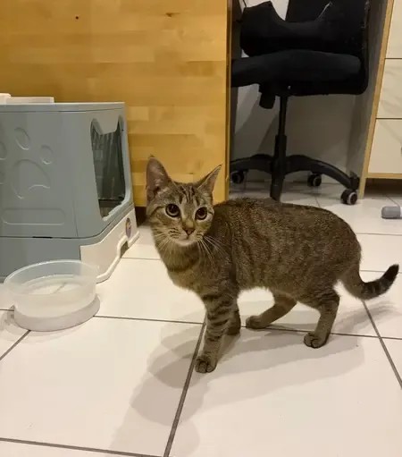 Animal trouvé à Soisy-sous-Montmorency