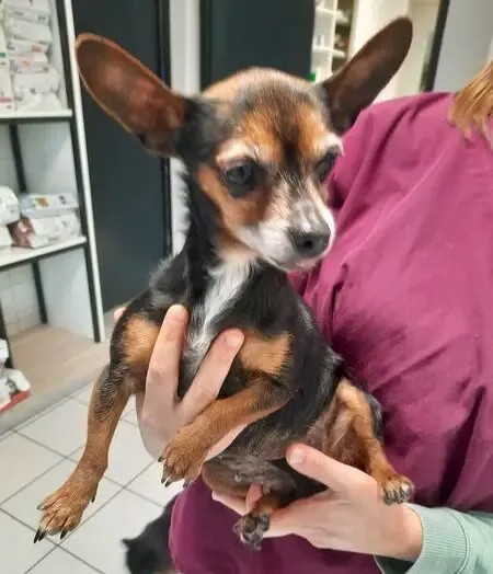 Animal trouvé à Montsoult