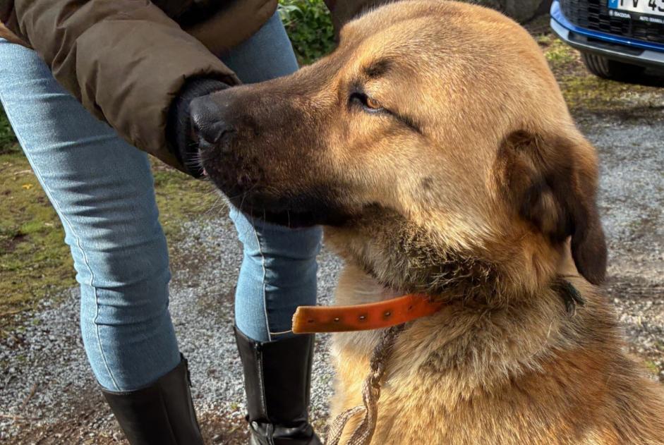 Animal trouvé à Saint-Martial-le-Mont