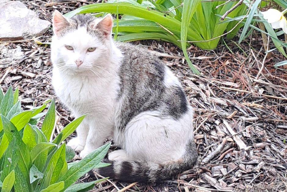 Animal trouvé à Neuf-Berquin