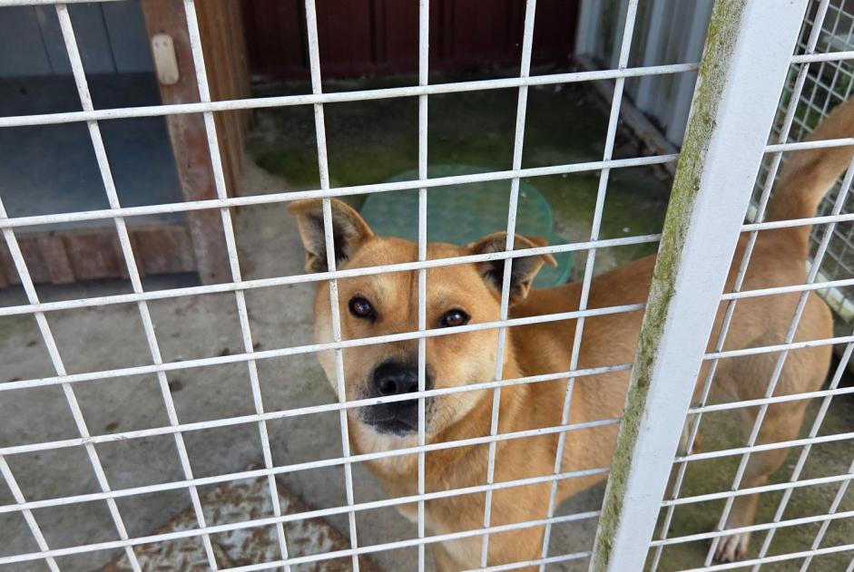 Animal trouvé à Connerré